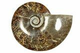 Polished Ammonite (Cleoniceras) Fossil - Madagascar #283421-1